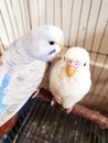 Budgerigar pets